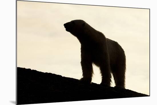 Polar Bear, Svalbard, Norway-null-Mounted Photographic Print