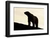 Polar Bear, Svalbard, Norway-null-Framed Photographic Print