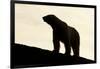 Polar Bear, Svalbard, Norway-null-Framed Photographic Print