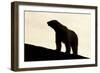 Polar Bear, Svalbard, Norway-null-Framed Photographic Print