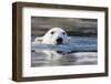 Polar Bear, Svalbard, Norway-null-Framed Photographic Print