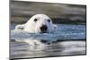 Polar Bear, Svalbard, Norway-null-Mounted Photographic Print