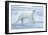 Polar Bear, Svalbard, Norway-null-Framed Photographic Print