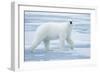 Polar Bear, Svalbard, Norway-null-Framed Photographic Print