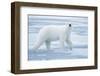 Polar Bear, Svalbard, Norway-null-Framed Photographic Print