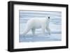 Polar Bear, Svalbard, Norway-null-Framed Photographic Print