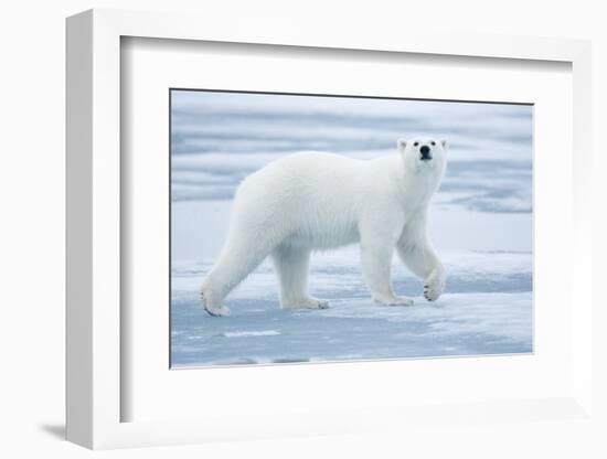 Polar Bear, Svalbard, Norway-null-Framed Photographic Print