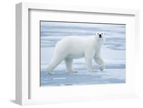 Polar Bear, Svalbard, Norway-null-Framed Photographic Print