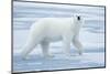 Polar Bear, Svalbard, Norway-null-Mounted Photographic Print