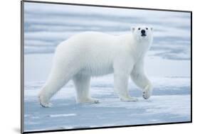 Polar Bear, Svalbard, Norway-null-Mounted Photographic Print