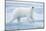 Polar Bear, Svalbard, Norway-null-Mounted Photographic Print