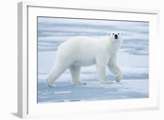 Polar Bear, Svalbard, Norway-null-Framed Photographic Print