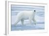 Polar Bear, Svalbard, Norway-null-Framed Photographic Print