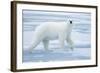 Polar Bear, Svalbard, Norway-null-Framed Photographic Print