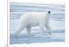 Polar Bear, Svalbard, Norway-null-Framed Photographic Print