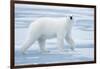 Polar Bear, Svalbard, Norway-null-Framed Photographic Print