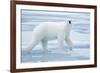 Polar Bear, Svalbard, Norway-null-Framed Photographic Print