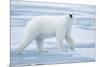 Polar Bear, Svalbard, Norway-null-Mounted Photographic Print