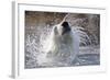 Polar Bear, Svalbard, Norway-null-Framed Photographic Print