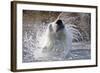 Polar Bear, Svalbard, Norway-null-Framed Photographic Print