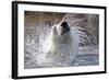 Polar Bear, Svalbard, Norway-null-Framed Photographic Print