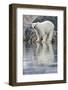 Polar Bear, Svalbard, Norway-null-Framed Photographic Print