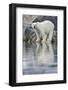 Polar Bear, Svalbard, Norway-null-Framed Photographic Print