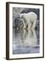 Polar Bear, Svalbard, Norway-null-Framed Photographic Print