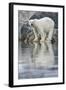 Polar Bear, Svalbard, Norway-null-Framed Photographic Print