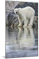 Polar Bear, Svalbard, Norway-null-Mounted Photographic Print