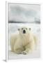 Polar Bear, Svalbard, Norway-null-Framed Photographic Print