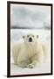 Polar Bear, Svalbard, Norway-null-Framed Photographic Print