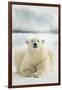 Polar Bear, Svalbard, Norway-null-Framed Photographic Print