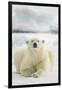 Polar Bear, Svalbard, Norway-null-Framed Photographic Print