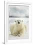 Polar Bear, Svalbard, Norway-null-Framed Photographic Print