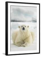 Polar Bear, Svalbard, Norway-null-Framed Photographic Print