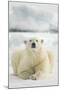 Polar Bear, Svalbard, Norway-null-Mounted Photographic Print