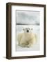 Polar Bear, Svalbard, Norway-null-Framed Photographic Print