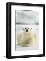 Polar Bear, Svalbard, Norway-null-Framed Photographic Print