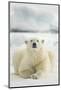 Polar Bear, Svalbard, Norway-null-Mounted Photographic Print