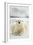 Polar Bear, Svalbard, Norway-null-Framed Photographic Print