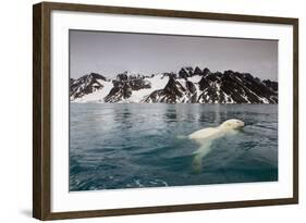 Polar Bear, Svalbard, Norway-null-Framed Photographic Print