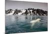 Polar Bear, Svalbard, Norway-null-Mounted Photographic Print