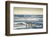 Polar Bear, Svalbard, Norway-null-Framed Photographic Print