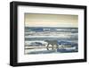 Polar Bear, Svalbard, Norway-null-Framed Photographic Print