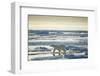 Polar Bear, Svalbard, Norway-null-Framed Photographic Print