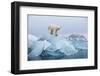 Polar Bear, Svalbard, Norway-null-Framed Photographic Print