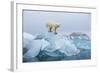 Polar Bear, Svalbard, Norway-null-Framed Photographic Print