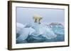 Polar Bear, Svalbard, Norway-null-Framed Photographic Print