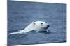 Polar Bear, Svalbard, Norway-Paul Souders-Mounted Photographic Print